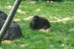 2013 07 06 beauval 124